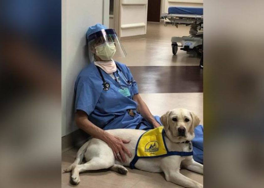 Dog-Image